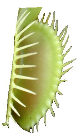 trappola di Dionaea muscipula