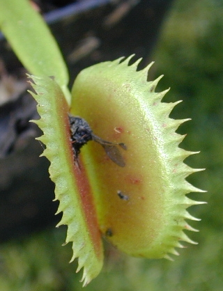 dionea dentata pianta carnivora