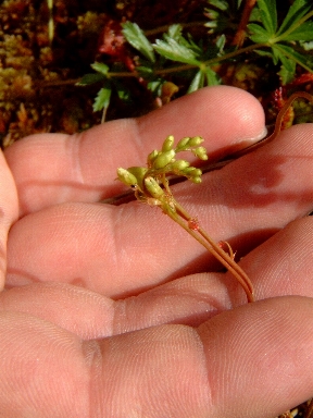 drosera rotundifolia corsica - foto Casanova