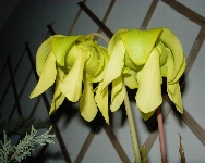 fiori di Sarracenia Flava