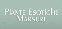 piante esotiche marsure