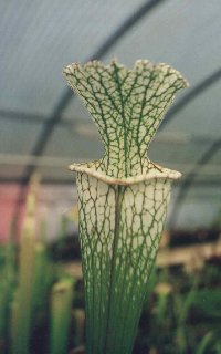 leucophylla