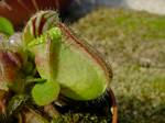 Cephalotus