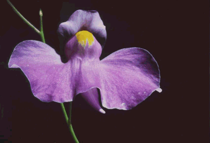 utricularia_longifolia_1.gif