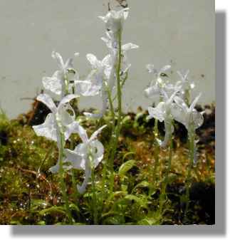 Utricularia sandersonii