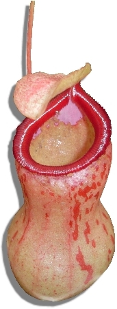 ascidio di Nepenthes Ventricosa